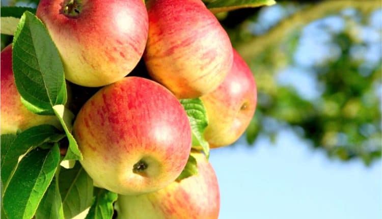 Bagaimana Hukum Memakan Buah yang Jatuh di Jalan Umum?