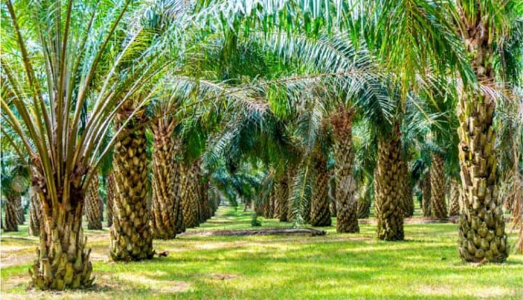 dakwahid, Menyewakan Pohon Kelapa Sawit untuk Diambil Buahnya, Bagaimana Hukumnya