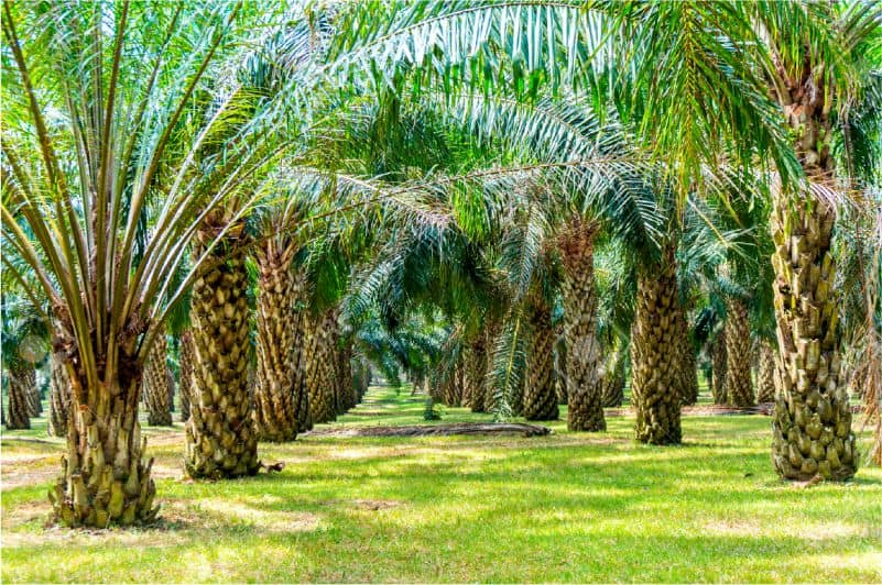 Menyewakan Pohon Kelapa Sawit Buat Diambil Buahnya Apa 